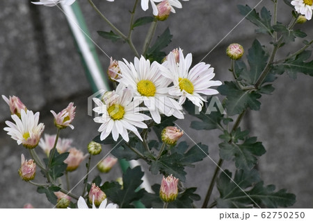 三鷹中原に咲く白いキクの花 三鷹中原に咲く白いキクの花 62750250