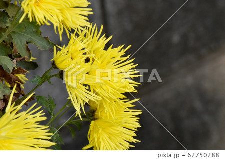 三鷹中原に咲く黄色いキクの花 62750288