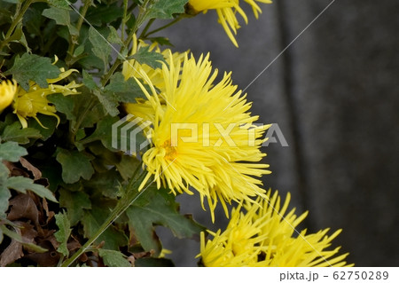 三鷹中原に咲く黄色いキクの花 62750289