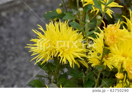 三鷹中原に咲く黄色いキクの花 62750290
