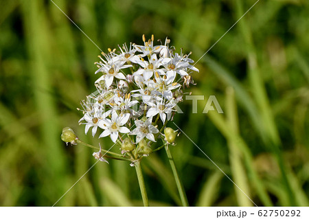 三鷹中原に咲く白いニラの花 三鷹中原に咲く白いニラの花 62750292