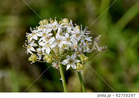 三鷹中原に咲く白いニラの花 三鷹中原に咲く白いニラの花 62750297