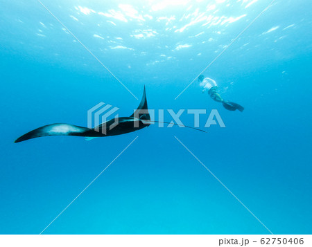 Underwater view of hovering Giant oceanic manta ray, Manta Birostris , and man free diving in blue ocean. Watching undersea world during adventure snorkeling tour on Maldives islands. 62750406