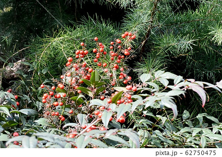 三鷹中原になる赤いナンテンの実 62750475