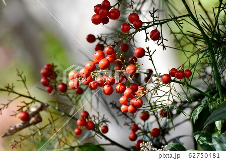 三鷹中原になる赤いナンテンの実 62750481
