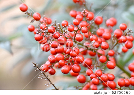 三鷹中原になる赤いナンテンの実 62750569