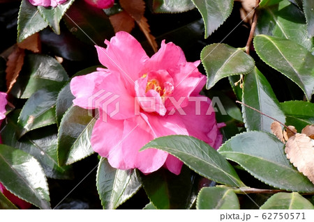 三鷹中原に咲くピンクのカンツバキの花 62750571