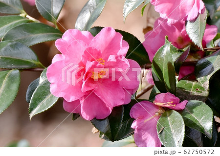 三鷹中原に咲くピンクのカンツバキの花 三鷹中原に咲くピンクのカンツバキの花 62750572