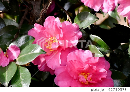 三鷹中原に咲くピンクのカンツバキの花 三鷹中原に咲くピンクのカンツバキの花 62750573