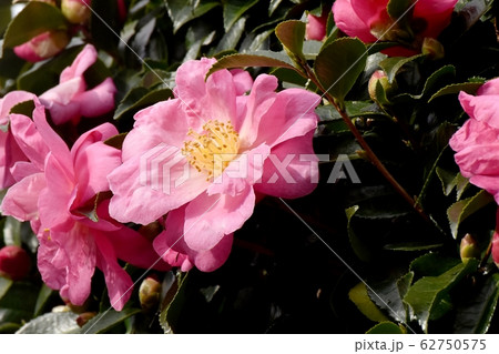 三鷹中原に咲くピンクのカンツバキの花 62750575