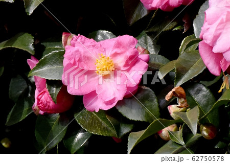 三鷹中原に咲くピンクのカンツバキの花 三鷹中原に咲くピンクのカンツバキの花 62750578
