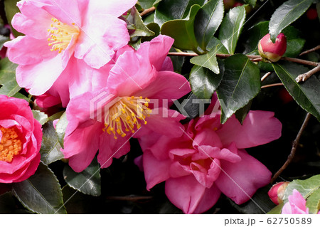 三鷹中原に咲くピンクのカンツバキの花 三鷹中原に咲くピンクのカンツバキの花 62750589