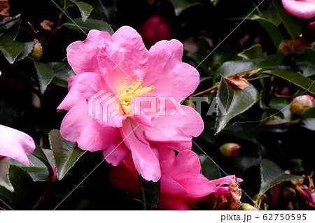 三鷹中原に咲くピンクのカンツバキの花 62750595