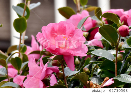 三鷹中原に咲くピンクのカンツバキの花 62750598