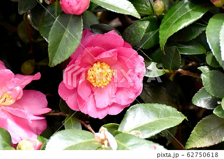 三鷹中原に咲くピンクのカンツバキの花 62750618