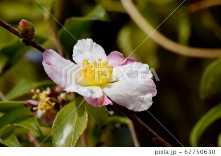 三鷹中原に咲くピンクと白のカンツバキの花 三鷹中原に咲くピンクと白のカンツバキの花 62750630