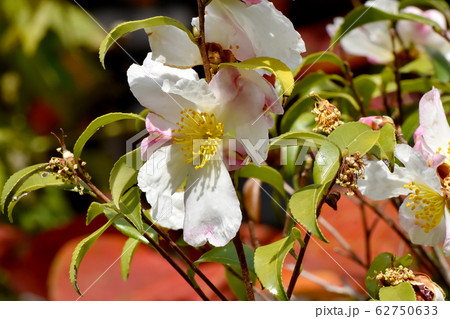 三鷹中原に咲くピンクと白のカンツバキの花 62750633