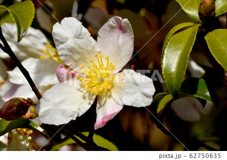 三鷹中原に咲くピンクと白のカンツバキの花 62750635