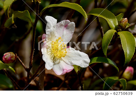 三鷹中原に咲くピンクと白のカンツバキの花 三鷹中原に咲くピンクと白のカンツバキの花 62750639