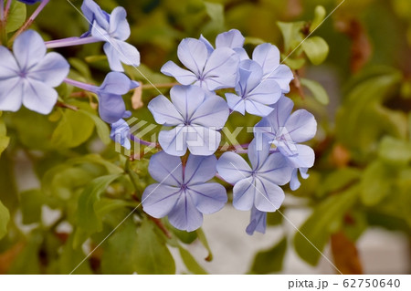 三鷹中原に咲く薄い青色のルリマツリの花 62750640