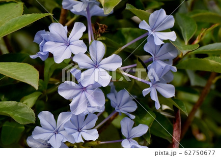 三鷹中原に咲く薄い青色のルリマツリの花 62750677