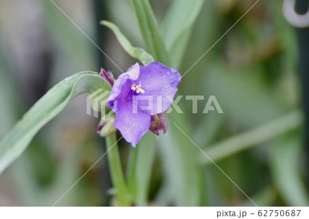 三鷹中原に咲く紫色のムラサキツユクサの花 三鷹中原に咲く紫色のムラサキツユクサの花 62750687