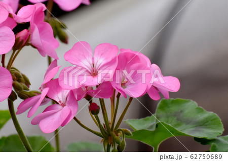 三鷹中原に咲くピンクのゼラニウムの花 三鷹中原に咲くピンクのゼラニウムの花 62750689