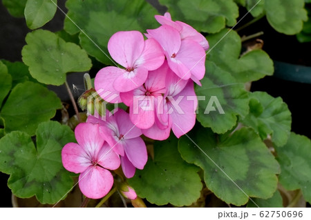 三鷹中原に咲くピンクのゼラニウムの花 三鷹中原に咲くピンクのゼラニウムの花 62750696
