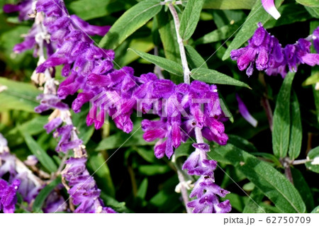 三鷹中原に咲く紫色のアメジストセージ(サルビア・レウカンサ)の花 62750709