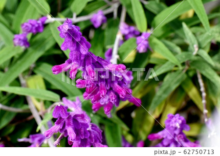三鷹中原に咲く紫色のアメジストセージ(サルビア・レウカンサ)の花 62750713