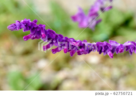 三鷹中原に咲く紫色のアメジストセージ サルビア レウカンサ の花の写真素材