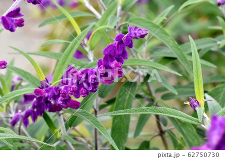 三鷹中原に咲く紫色のアメジストセージ サルビア レウカンサ の花の写真素材