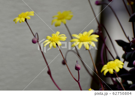 三鷹中原に咲く黄色いルビーネックレス 紫月 の花の写真素材