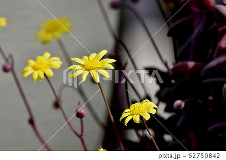 三鷹中原に咲く黄色いルビーネックレス (紫月) の花 三鷹中原に咲く黄色いルビーネックレス (紫月) の花 62750842