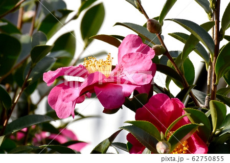 三鷹中原に咲くピンクのカンツバキの花 三鷹中原に咲くピンクのカンツバキの花 62750855