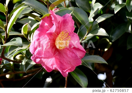 三鷹中原に咲くピンクのカンツバキの花 三鷹中原に咲くピンクのカンツバキの花 62750857