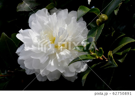 三鷹中原に咲く白いカンツバキの花 62750891