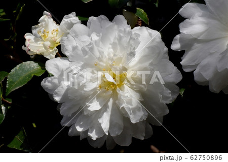 三鷹中原に咲く白いカンツバキの花 三鷹中原に咲く白いカンツバキの花 62750896