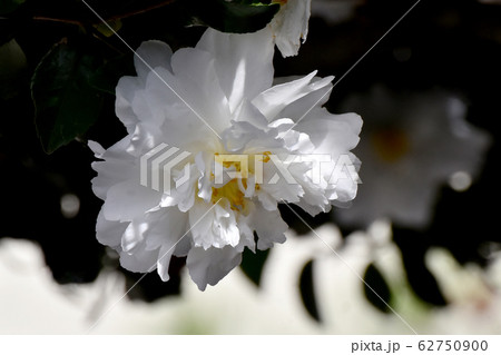 三鷹中原に咲く白いカンツバキの花 三鷹中原に咲く白いカンツバキの花 62750900