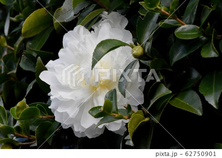 三鷹中原に咲く白いカンツバキの花 三鷹中原に咲く白いカンツバキの花 62750901
