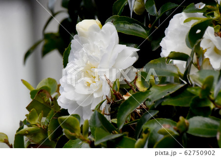 三鷹中原に咲く白いカンツバキの花 三鷹中原に咲く白いカンツバキの花 62750902