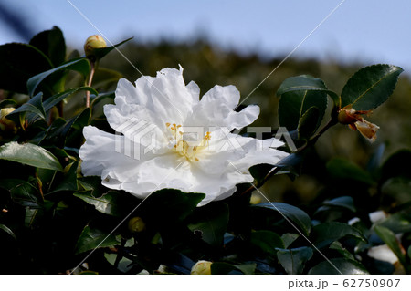三鷹中原に咲く白いカンツバキの花 三鷹中原に咲く白いカンツバキの花 62750907