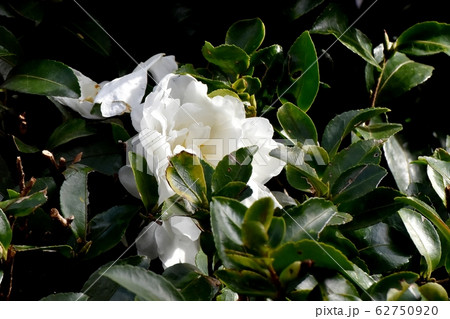 三鷹中原に咲く白いカンツバキの花 三鷹中原に咲く白いカンツバキの花 62750920