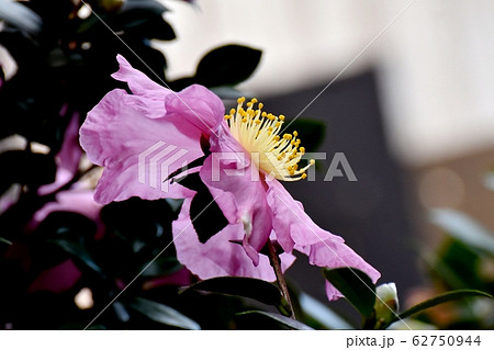 三鷹中原に咲くピンクのカンツバキの花 62750944