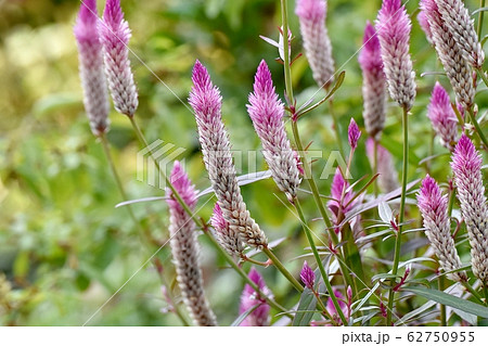 三鷹中原に咲くピンクのノゲイトウ(セロシア) の花 三鷹中原に咲くピンクのノゲイトウ(セロシア) の花 62750955
