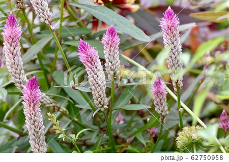 三鷹中原に咲くピンクのノゲイトウ(セロシア) の花 62750958