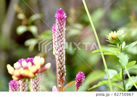 三鷹中原に咲くピンクのノゲイトウ(セロシア) の花 62750967
