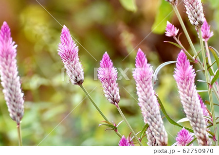 三鷹中原に咲くピンクのノゲイトウ(セロシア) の花 三鷹中原に咲くピンクのノゲイトウ(セロシア) の花 62750970