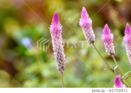 三鷹中原に咲くピンクのノゲイトウ(セロシア) の花 62750971
