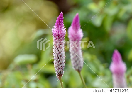 三鷹中原に咲くピンクのノゲイトウ(セロシア) の花 62751036